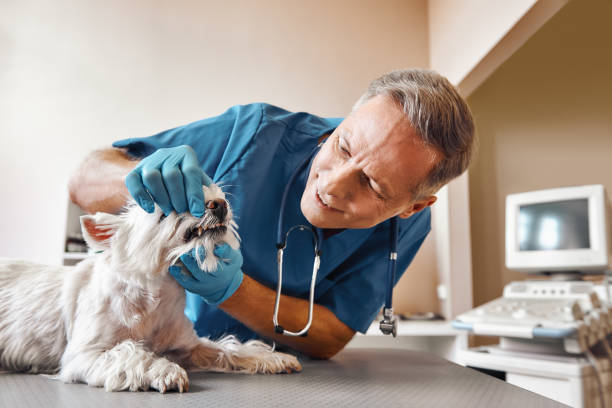 Best Emergency Wisdom Teeth Removal in Woodworth, OH